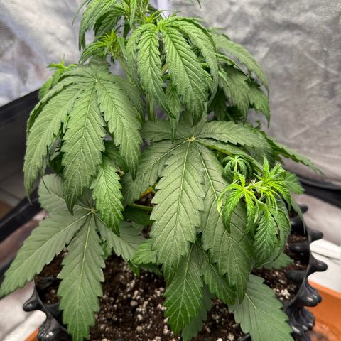 SS #1 growlog timeline photo
