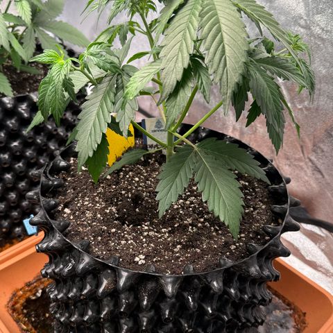 SS #4 growlog timeline photo