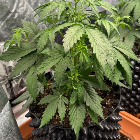 SS #3 growlog timeline photo