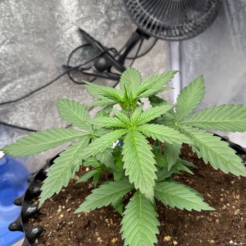 SS #2 growlog timeline photo