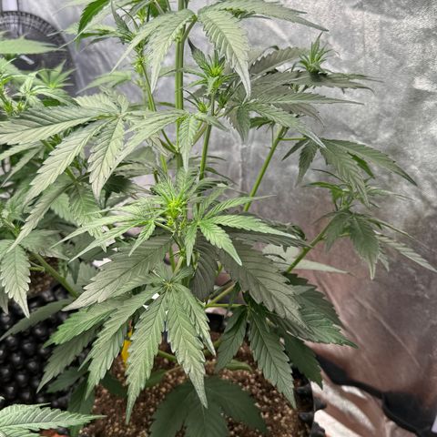 SS #4 growlog timeline photo