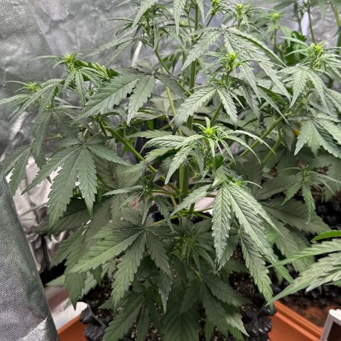 SS #3 growlog timeline photo