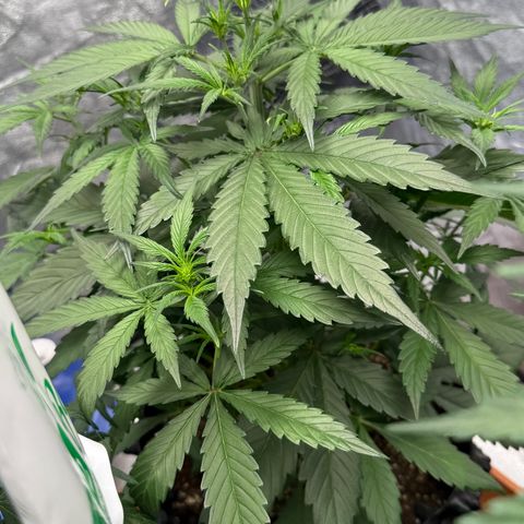 SS #2 growlog timeline photo