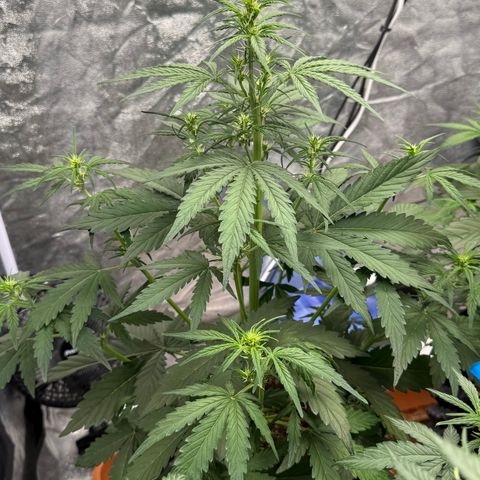 SS #1 growlog timeline photo