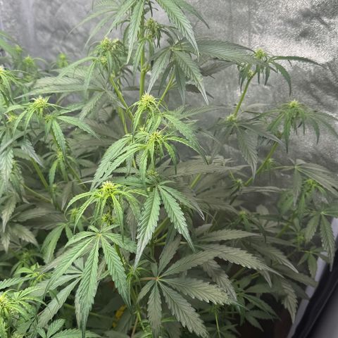 SS #4 growlog timeline photo