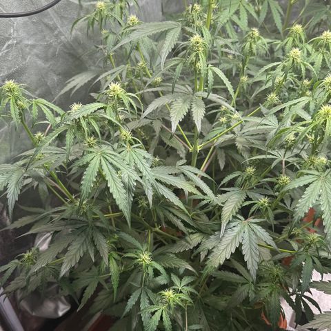 SS #3 growlog timeline photo