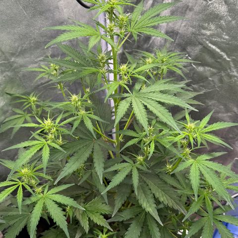 SS #1 growlog timeline photo