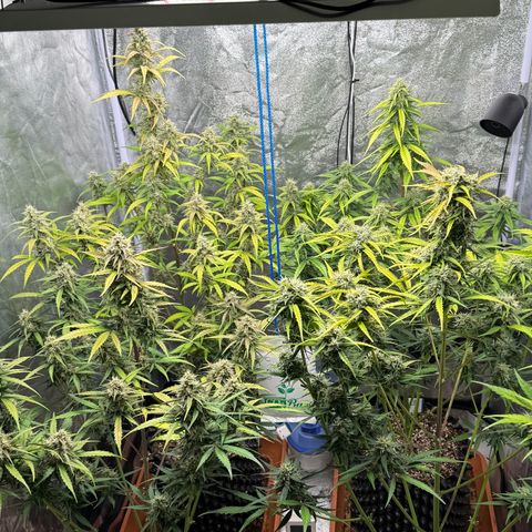 SS #3 growlog timeline photo