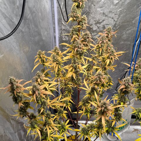 SS #1 growlog timeline photo