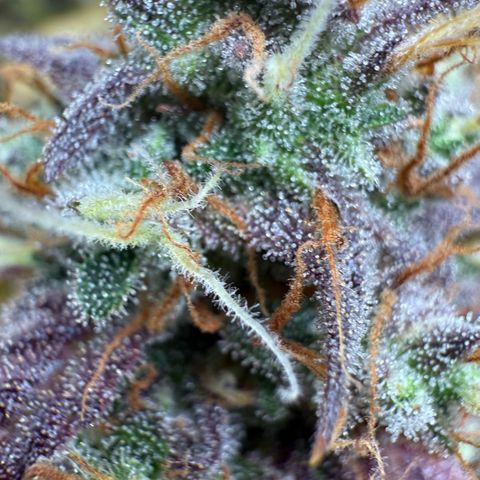 SS #3 growlog timeline photo