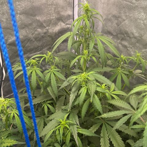 SS #2 growlog timeline photo