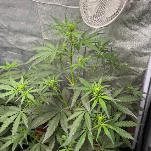 SS #4 growlog timeline photo