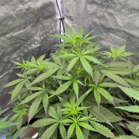 SS #2 growlog timeline photo
