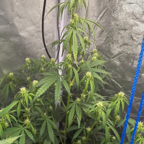 SS #1 growlog timeline photo