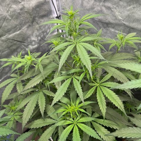 SS #2 growlog timeline photo