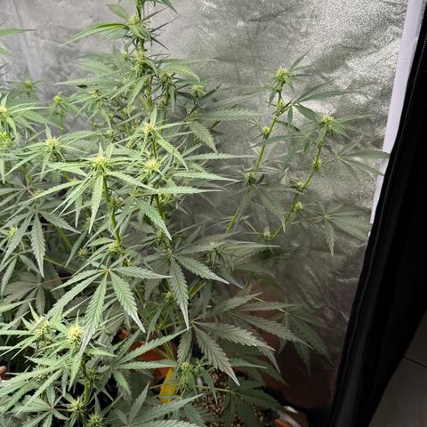 SS #4 growlog timeline photo