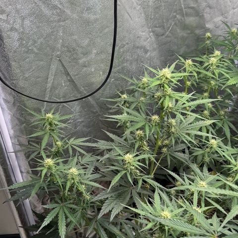 SS #3 growlog timeline photo