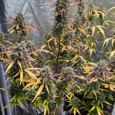 SS #3 growlog timeline photo