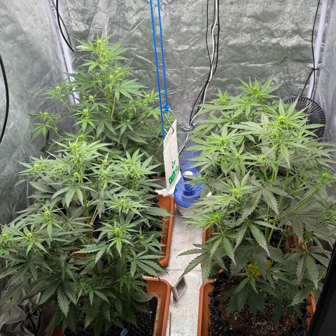 SS #3 growlog timeline photo