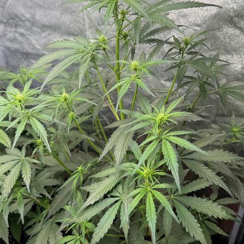 SS #4 growlog timeline photo