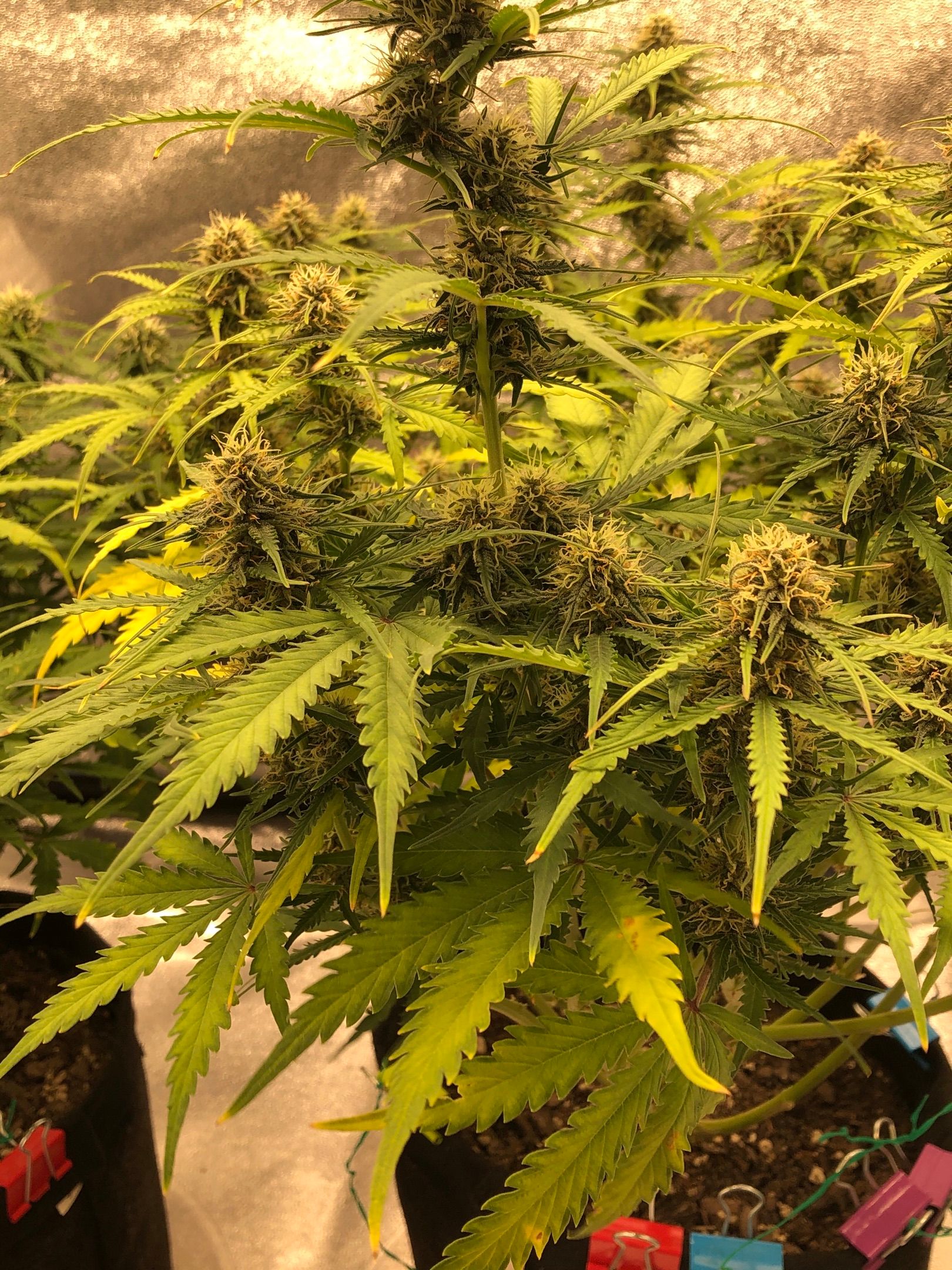 Seedsman lemon Auto growlog header