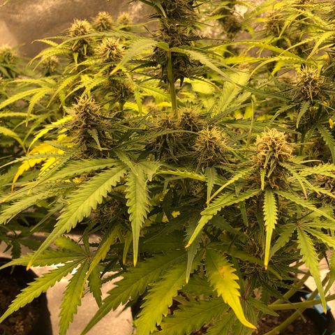 Seedsman lemon Auto growlog in Opulent 3x4x6