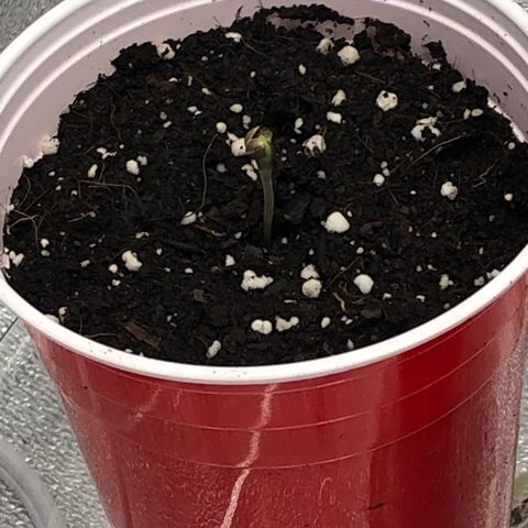 Badazz og and Girl Scout Crack  growlog photo: 3 out of the 4 like i thought I I will leave the other for a few more days but not expecting much 
