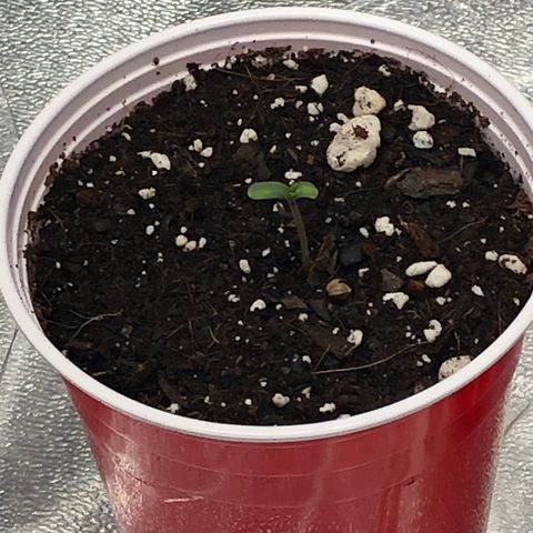 Badazz og and Girl Scout Crack  growlog photo: 3 out of the 4 like i thought I I will leave the other for a few more days but not expecting much 