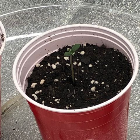 Badazz og and Girl Scout Crack  growlog photo: 3 out of the 4 like i thought I I will leave the other for a few more days but not expecting much 