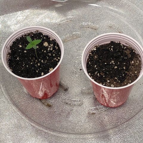 Badazz og and Girl Scout Crack  growlog timeline photo