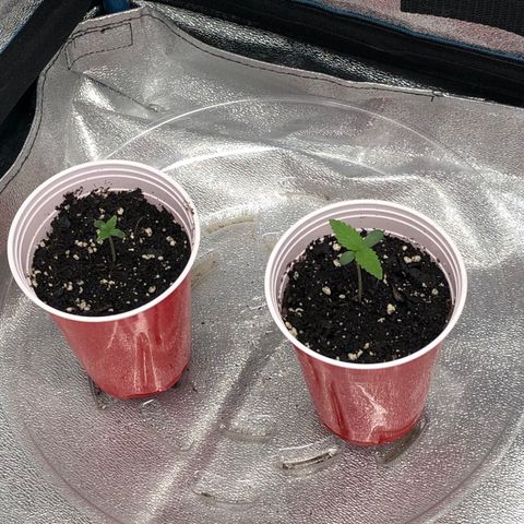 Badazz og and Girl Scout Crack  growlog timeline photo