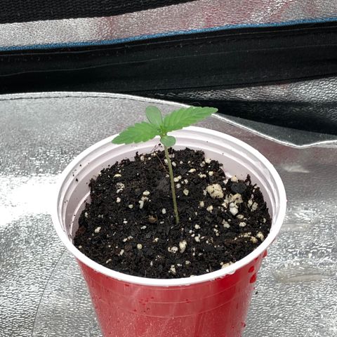 Badazz og and Girl Scout Crack  growlog timeline photo