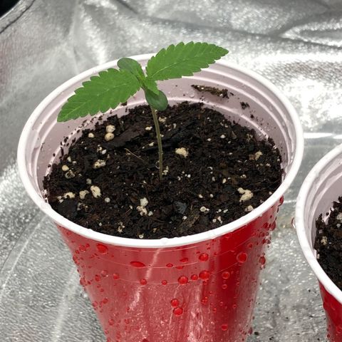 Badazz og and Girl Scout Crack  growlog timeline photo