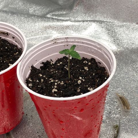 Badazz og and Girl Scout Crack  growlog timeline photo