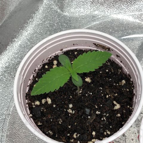 Badazz og and Girl Scout Crack  growlog timeline photo