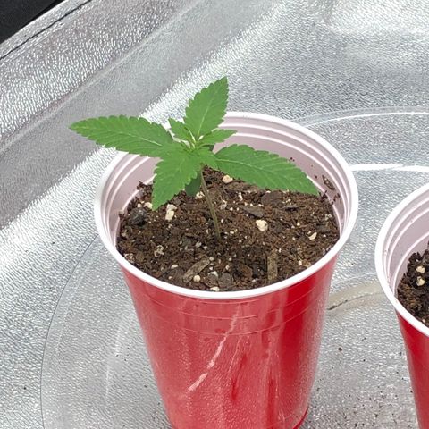 Badazz og and Girl Scout Crack  growlog timeline photo