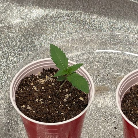 Badazz og and Girl Scout Crack  growlog timeline photo