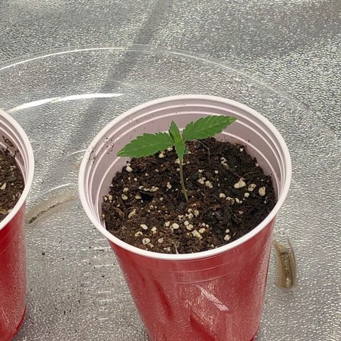 Badazz og and Girl Scout Crack  growlog timeline photo