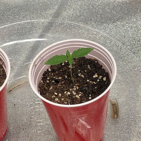 Badazz og and Girl Scout Crack  growlog timeline photo