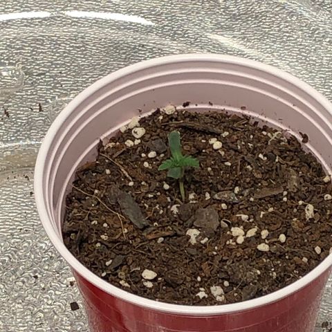 Badazz og and Girl Scout Crack  growlog timeline photo