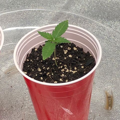 Badazz og and Girl Scout Crack  growlog timeline photo