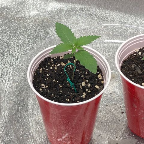 Badazz og and Girl Scout Crack  growlog timeline photo