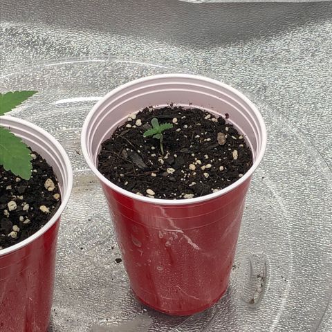 Badazz og and Girl Scout Crack  growlog timeline photo