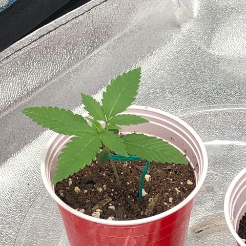 Badazz og and Girl Scout Crack  growlog timeline photo