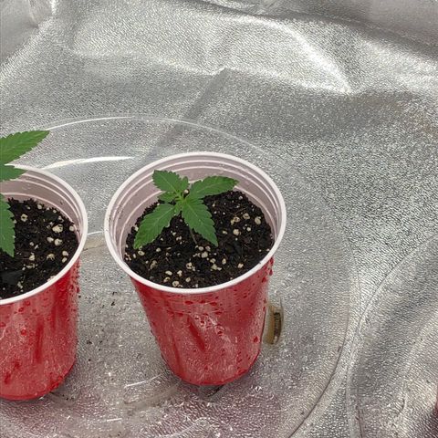 Badazz og and Girl Scout Crack  growlog timeline photo