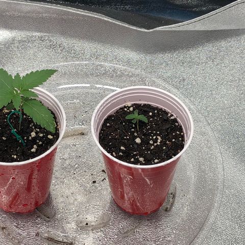 Badazz og and Girl Scout Crack  growlog timeline photo