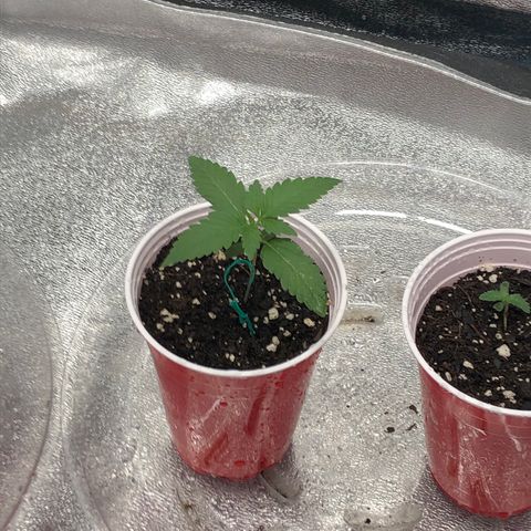 Badazz og and Girl Scout Crack  growlog timeline photo