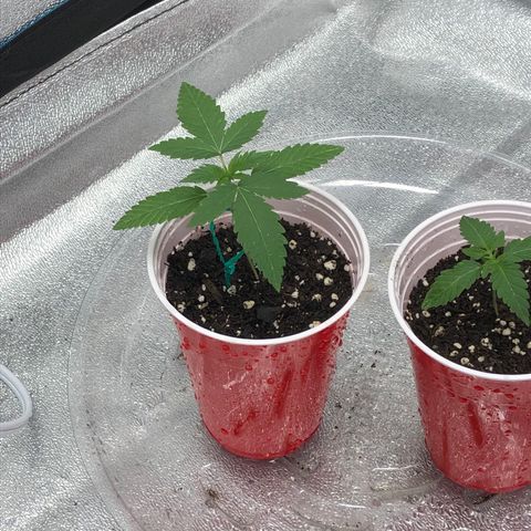 Badazz og and Girl Scout Crack  growlog timeline photo