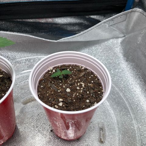 Badazz og and Girl Scout Crack  growlog timeline photo