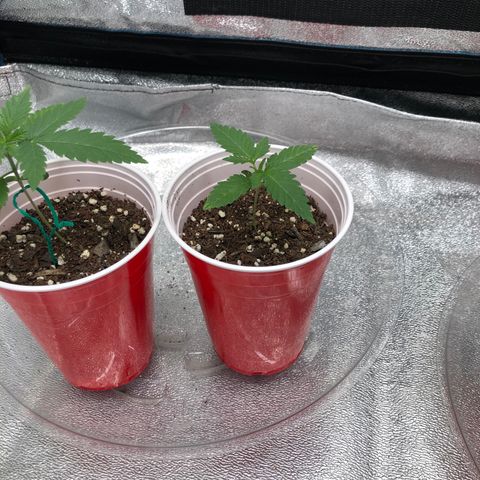 Badazz og and Girl Scout Crack  growlog timeline photo